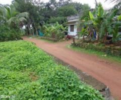 plot 66 cent for sale near Thuruthikkara Mulanthuruthy 3.25 L/ce - Image 3