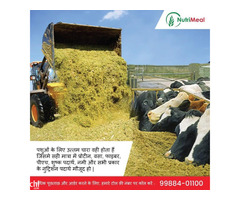 Silage for your Cows & Buffaloes