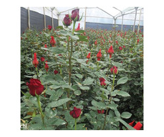ALKARA water conditioner - Gardening water filtration system suppliers in Nellore - Image 2