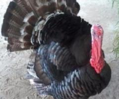Karinkozhi ,Turkey and Karinkozhi chicks avaliable for sale