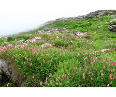 Valley of Flowers Trek, Uttarakhand