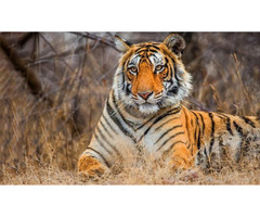 Jodhpur Ntional parks and Wildlife sanctuaries