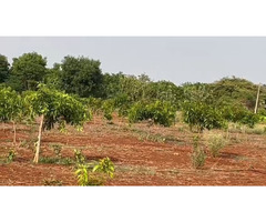 Agricultural land for sale at Manneguda (mango valley)