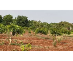 Agricultural land for sale at Manneguda (mango valley) - Image 1