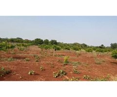 Agricultural land for sale at Manneguda (mango valley) - Image 2