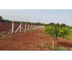 Agricultural land for sale at Manneguda (mango valley) - Image 3