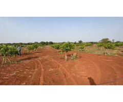 Agricultural land for sale at Manneguda (mango valley) - Image 5