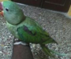 conure for sale.