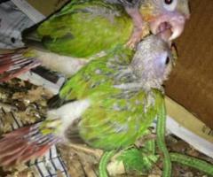 conure for sale.