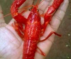 Crayfish Live Aquarium