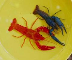 Crayfish Live Aquarium