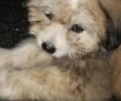 Lhasa apso puppy availiable