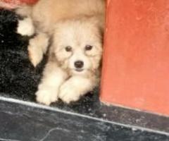 Lhasa apso puppy availiable - Image 2