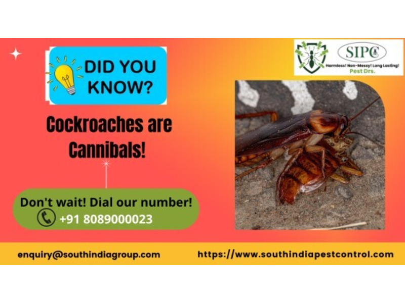 Cockroach Control in Bangalore - 1