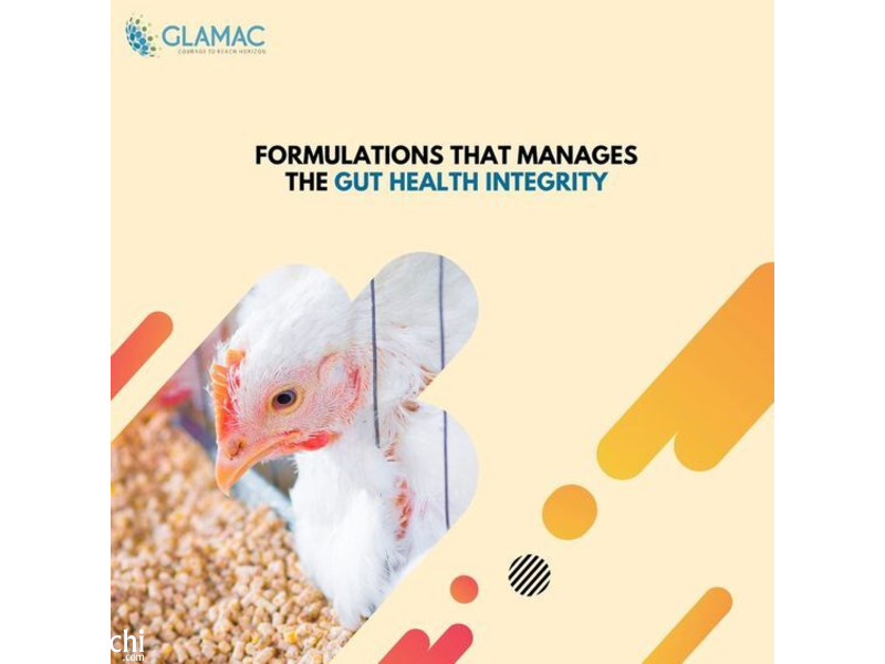 Glamac: Best Poultry Feed Company in India | Poultry Nutrition - 1