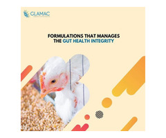 Glamac: Best Poultry Feed Company in India | Poultry Nutrition
