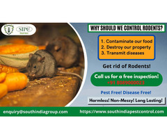 Rodent Control Bangalore