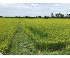 1 acre agricultural land for sale