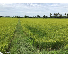 1 acre agricultural land for sale - Image 1