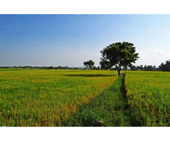 1 acre agricultural land for sale - Image 2