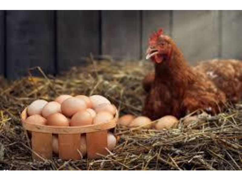 Egg Wholesale Price in Namakkal|Sri selvalakshmi Feeds & Farms - 1