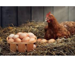 Egg Wholesale Price in Namakkal|Sri selvalakshmi Feeds & Farms