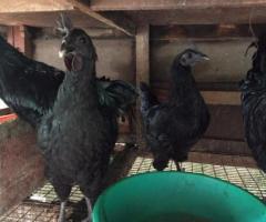 Pure breed KARINKOZHI (KADAKNATH) for sale in kottayam