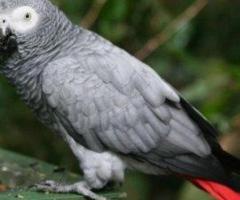 parrot and macaws available