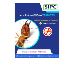 Termite Control Services in Delhi