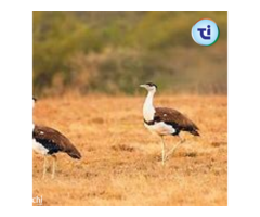 Great Indian Bustard