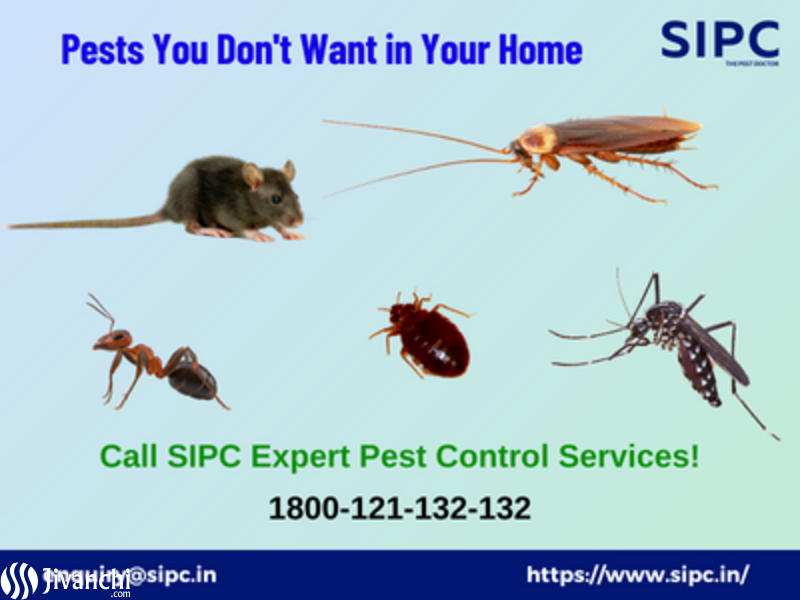 Pest Control Services in Mumbai - 1