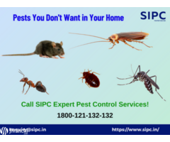 Pest Control Services in Mumbai