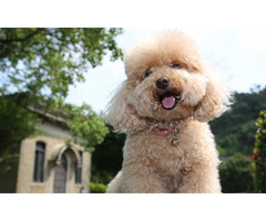 Poodle Puppies For Sale In Pune