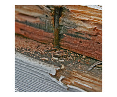 Pest Control Melbourne - Image 2