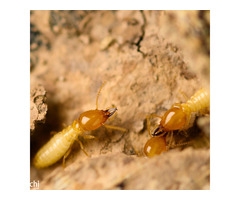 Pest Control Melbourne - Image 4