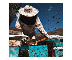 Pest Control Melbourne - Image 6