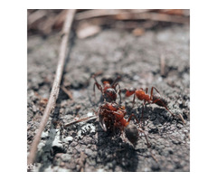 Pest Control Melbourne - Image 8
