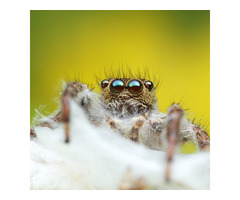 Pest Control Melbourne - Image 9