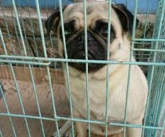 Pair of pug dog for sale