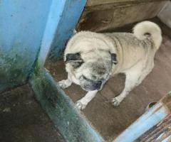 Pair of pug dog for sale - Image 2