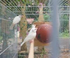 RED eye budgies