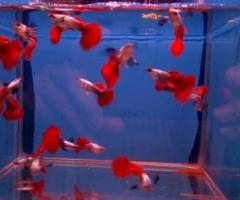platinum red big ear guppies