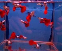 platinum red big ear guppies