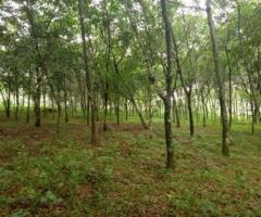 15 ft² – 15 cent of land in chottanikkara for sale