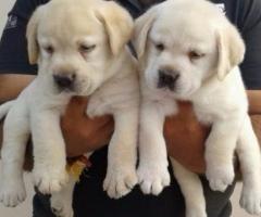 Heavy Bone Labrador Puppies Available