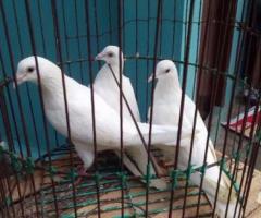 Good health white pigeons