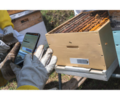 GoBuzzr’s IoT Beehive Monitoring: A Smart Approach to Ant Control and Bee Conservation