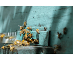 Why Stingless Bees Deserve a Spot in Your Smart Beekeeping Plan