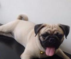 14 month old female pug for sale