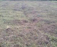 18312 ft² – Plot / Land For Sale Thanikudam Thrissur 42 Cent 1.10 Lakh/ Cent